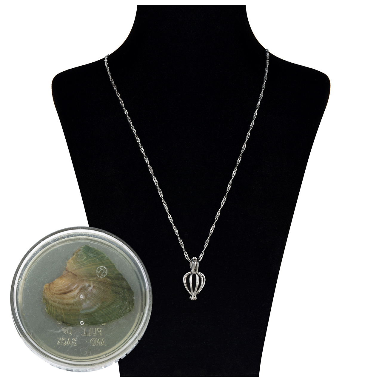 گردنبند زنانه مدل VK به همراه صدف مروارید دار گردنبند زنانه مدل VK به همراه صدف مروارید دار